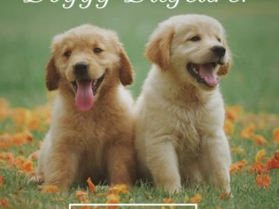 Dan's Pet Care: Comprehensive Guide to Keeping Your Furry Friends Healthy and Happy