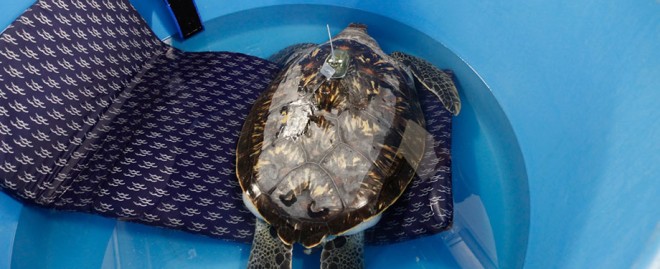  Discover the Joy of Having a Green Sea Turtle Pet: A Unique Companion for Aquatic Enthusiasts