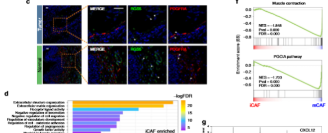 ### Cancer on PET Scans Images: Understanding the Visual Indicators of Tumor Activity