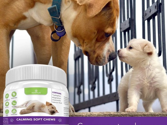  Comprehensive Care at Stack Hospital for Pets: Your Trusted Partner in Pet Health